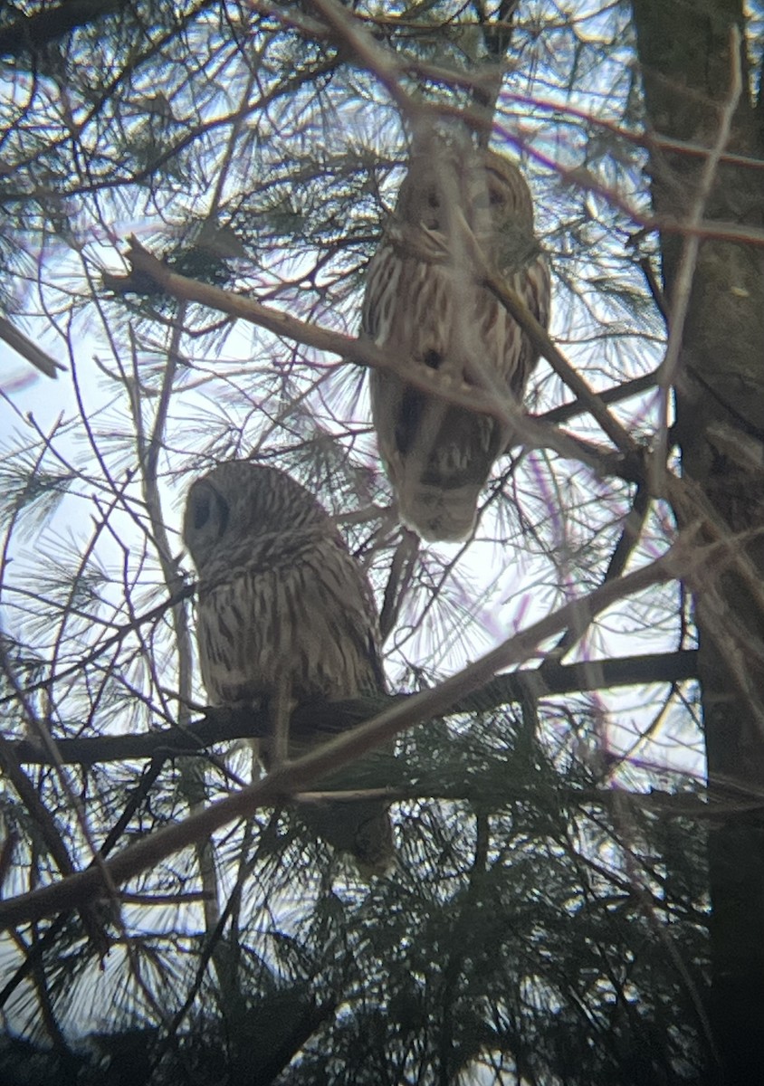 Полосатая неясыть - ML632686619