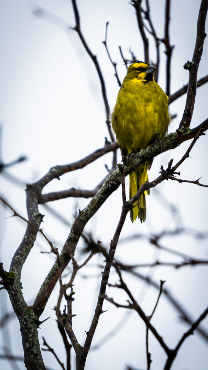Yellow Cardinal - ML632686645