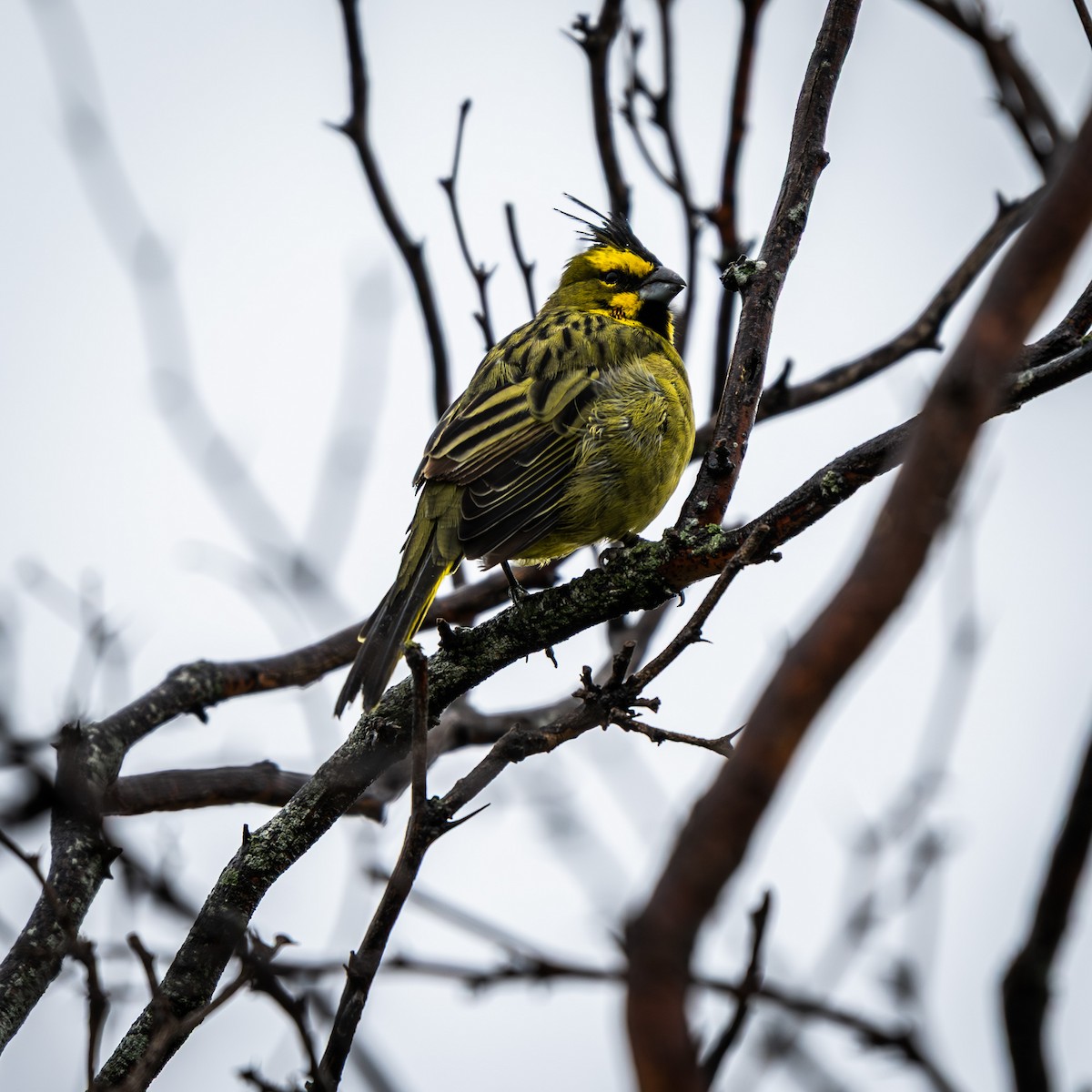 Yellow Cardinal - ML632686646