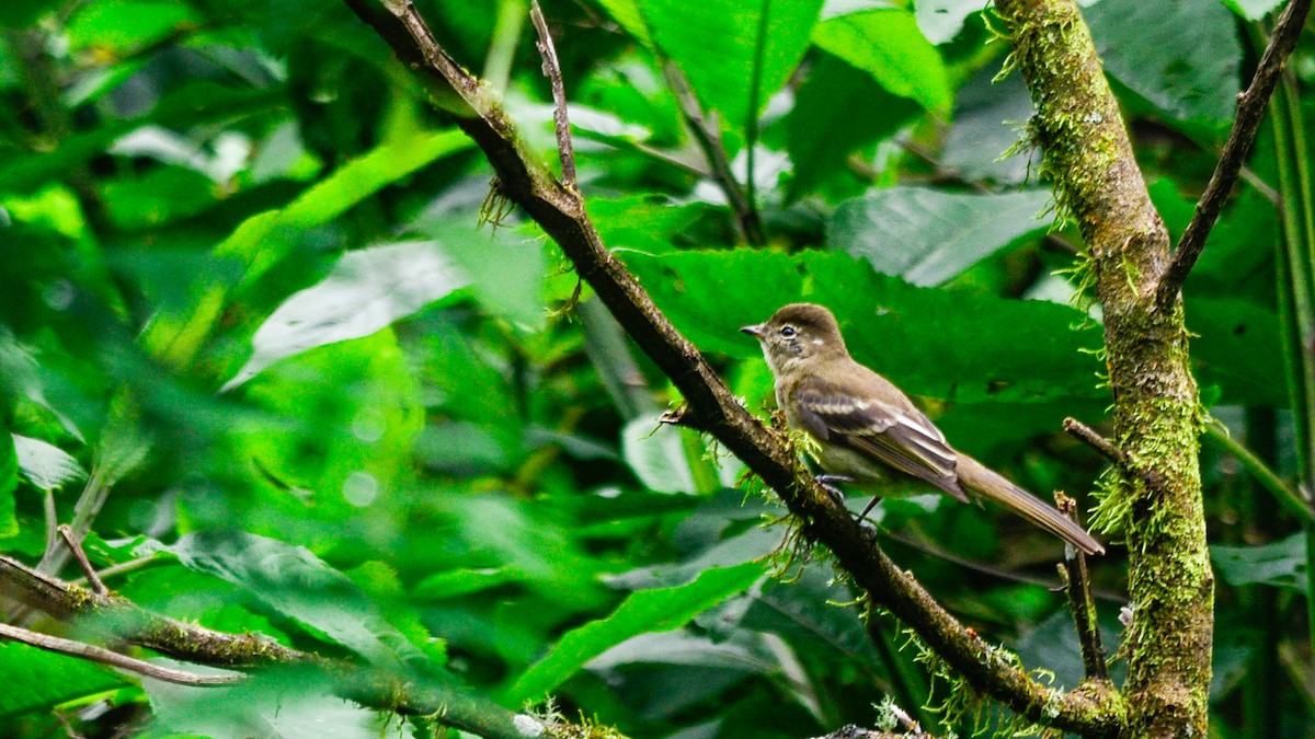 Highland Elaenia - ML632686704