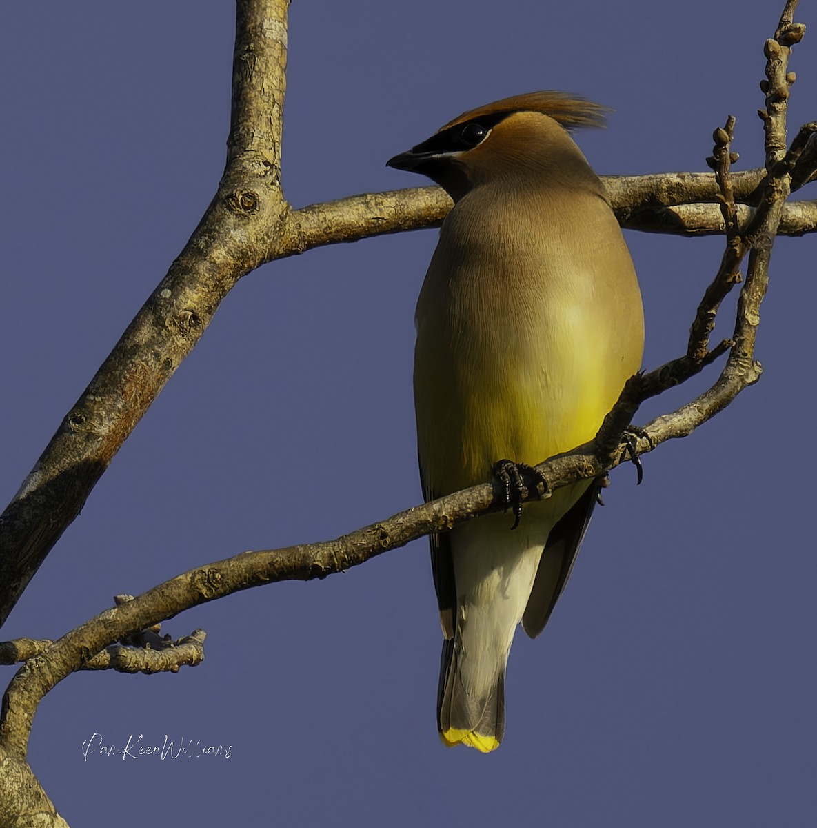 Zedernseidenschwanz - ML632686750