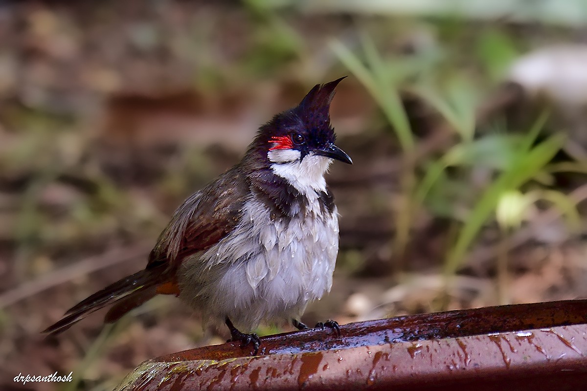 Red-whiskered Bulbul - ML632686751