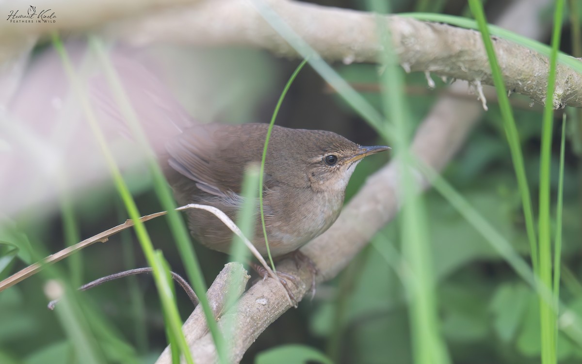 West Himalayan Bush Warbler - ML632686760