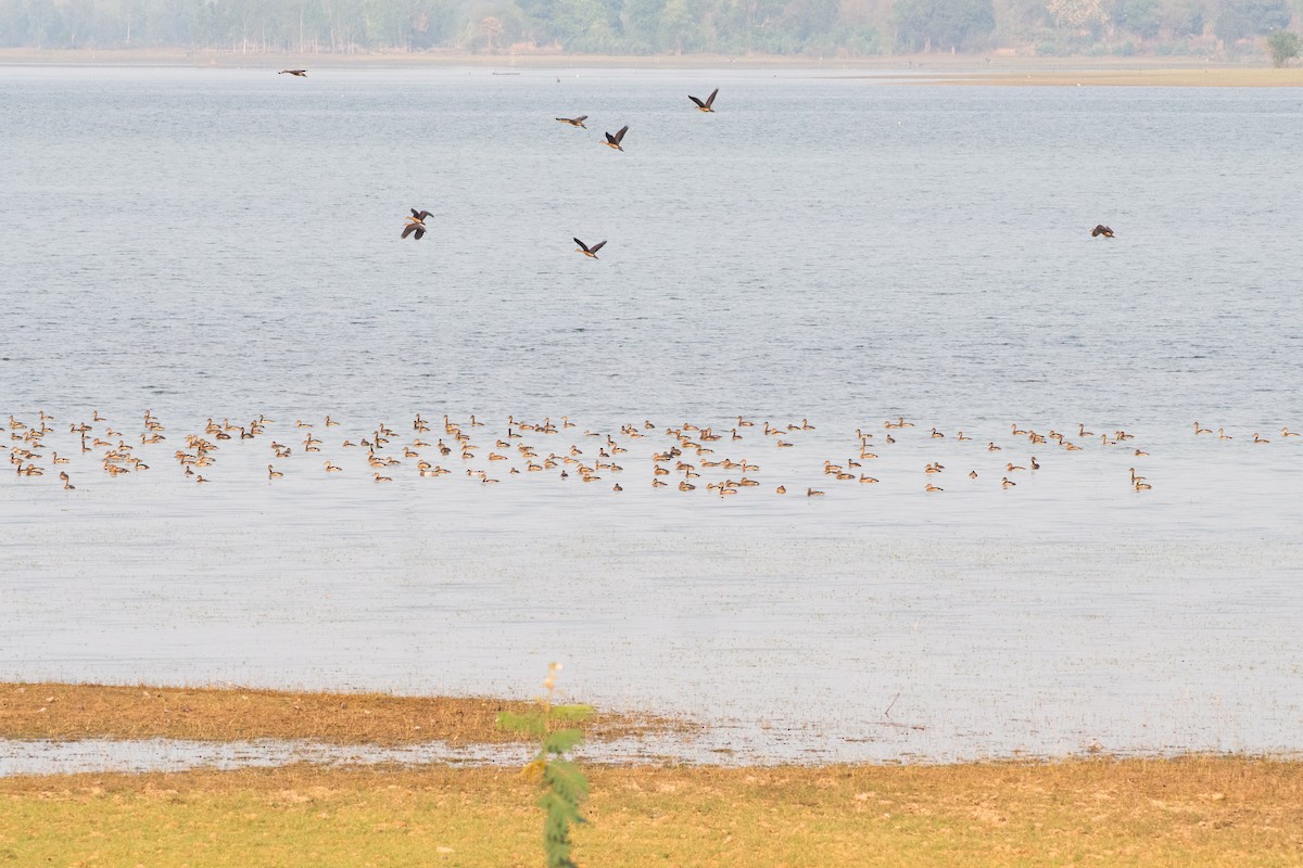 Lesser Whistling-Duck - ML632686817
