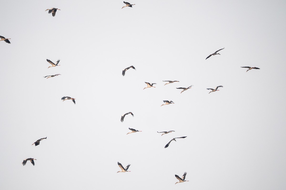 Asian Openbill - ML632686896