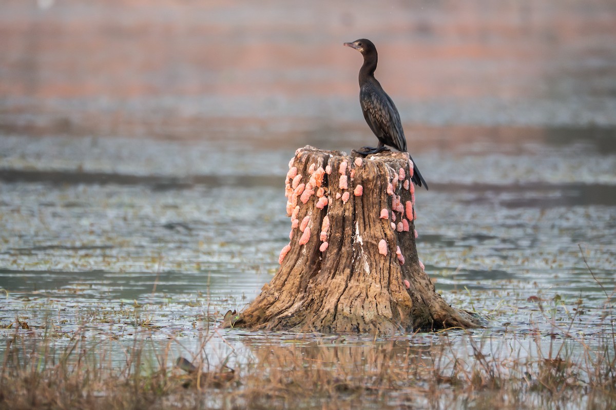 Little Cormorant - ML632686898