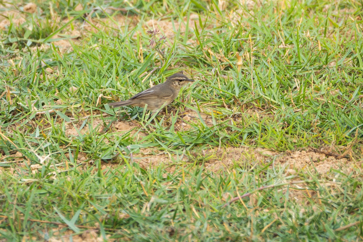 Dusky Warbler - ML632686909