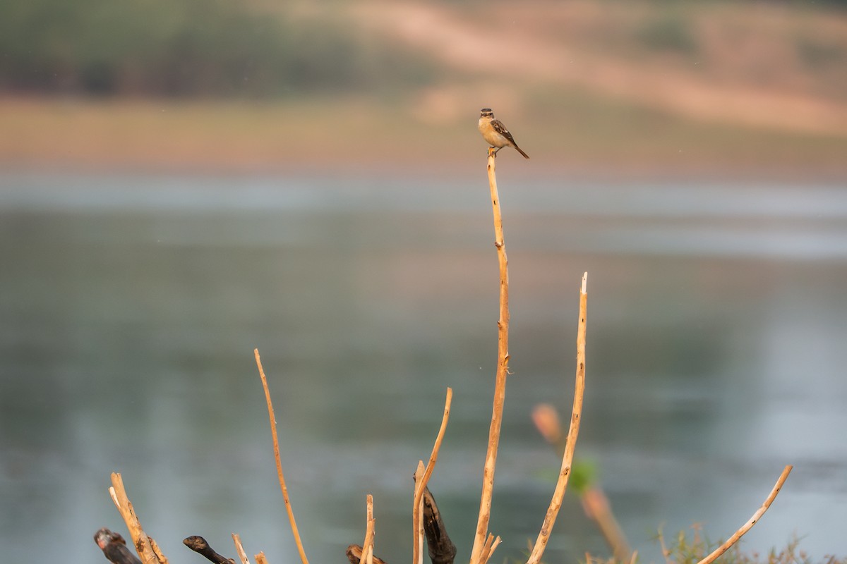 Amur Stonechat - ML632686914