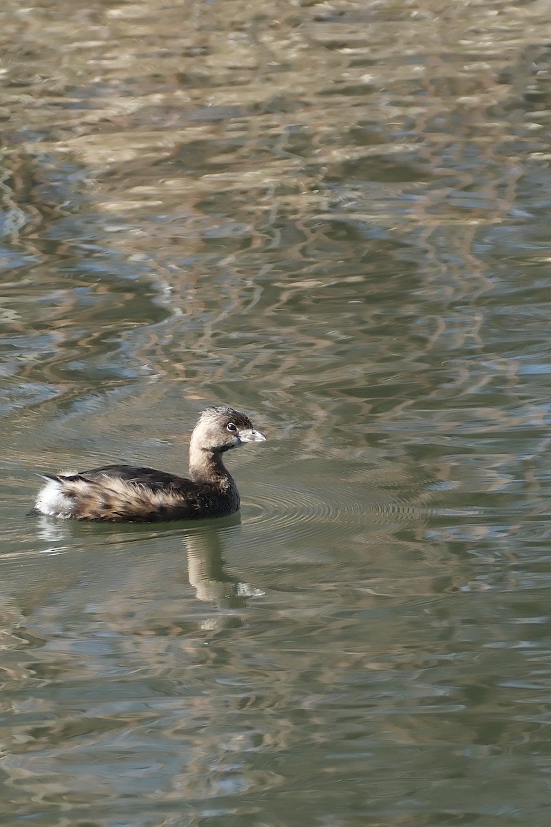 Pied-billed Grebe - ML632686915