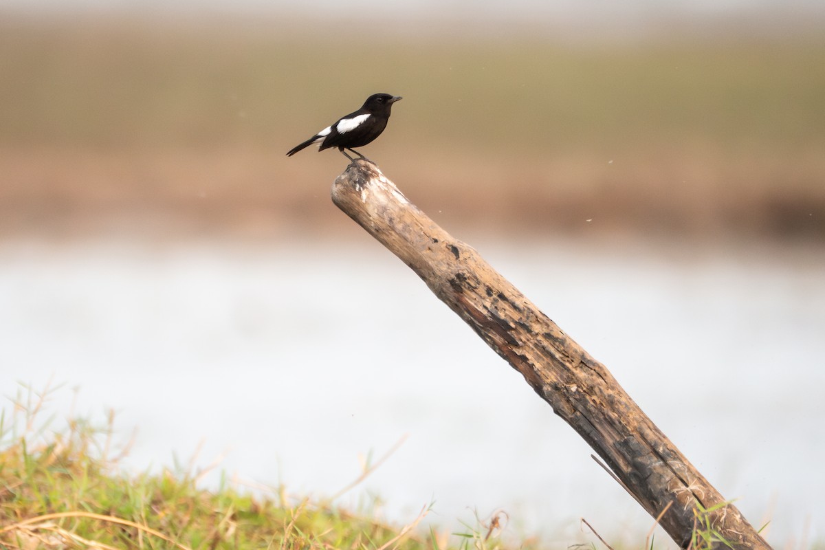 Pied Bushchat - ML632686919