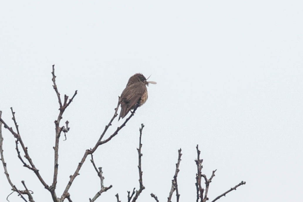 Sooty Flycatcher - ML632687027