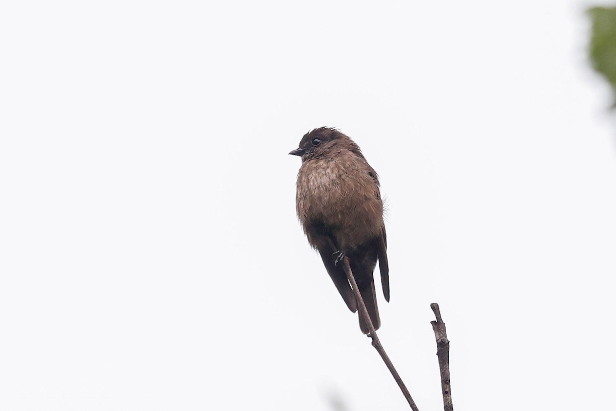 Sooty Flycatcher - ML632687028