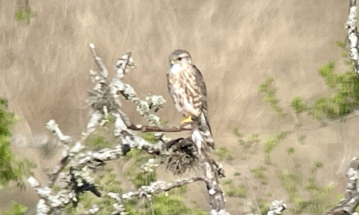 Merlin (Prairie) - ML632687320