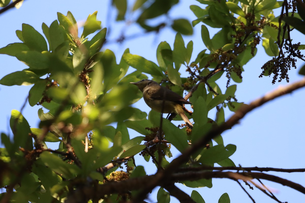 Orange-crowned Warbler - ML632687376