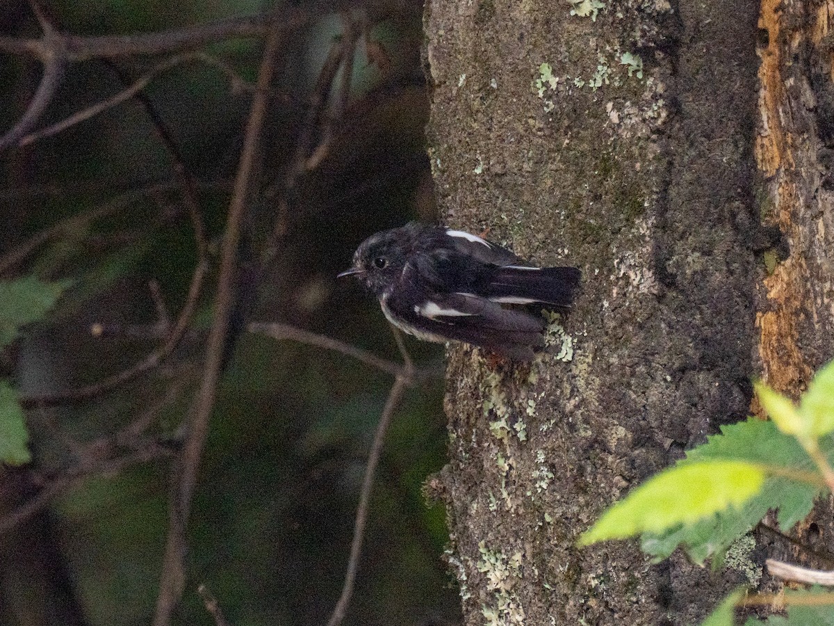 Tomtit (New Zealand) - ML632687752
