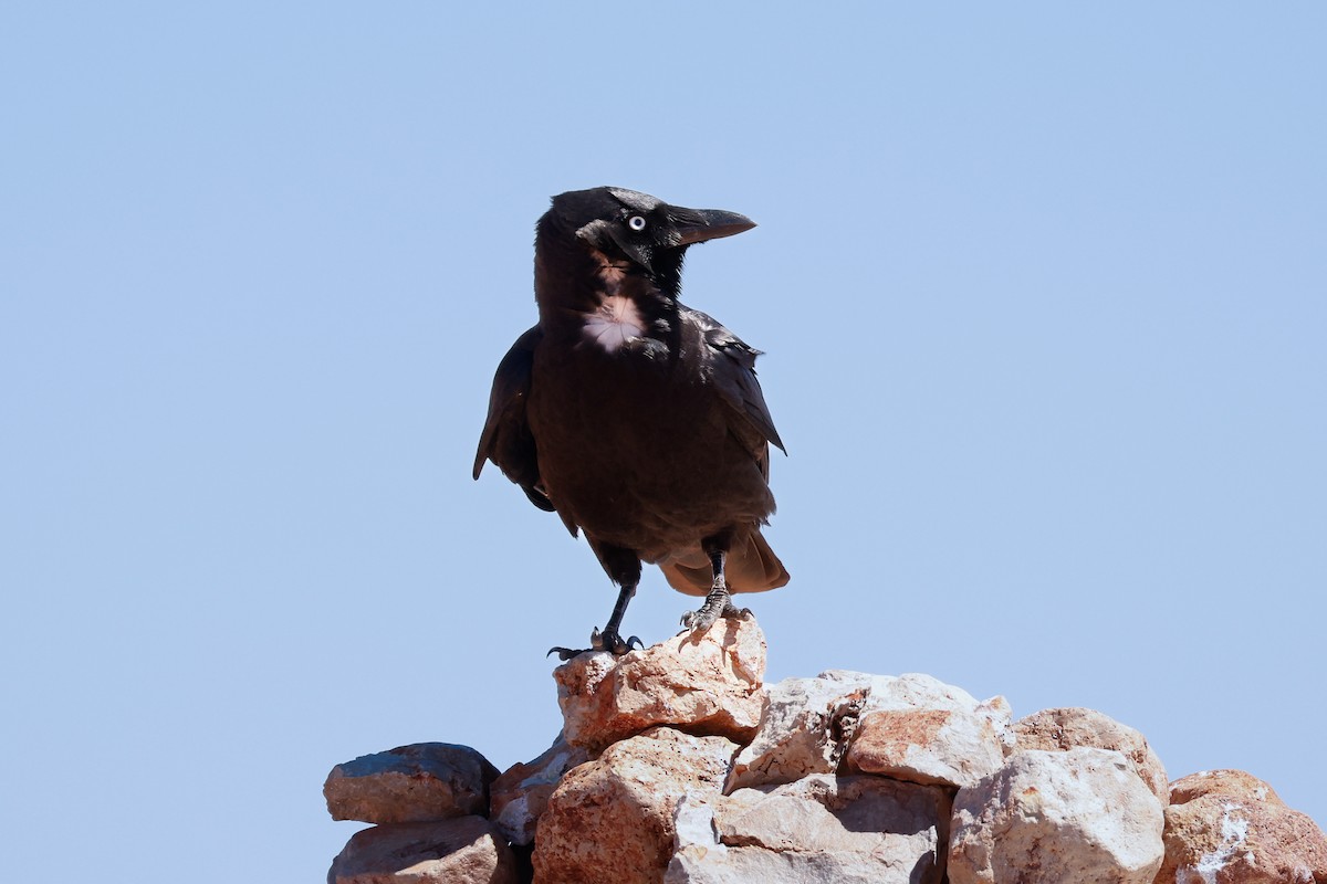 Little Crow - ML632687818