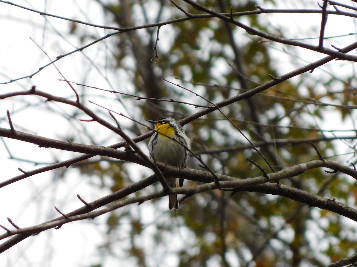 Yellow-throated Warbler - ML632688129