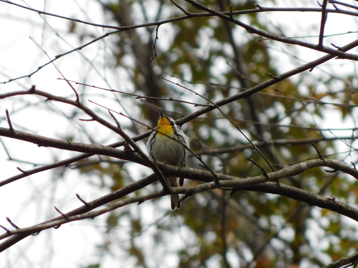 Yellow-throated Warbler - ML632688130