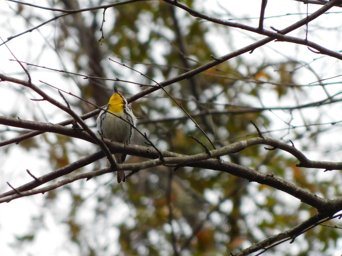 Yellow-throated Warbler - ML632688132