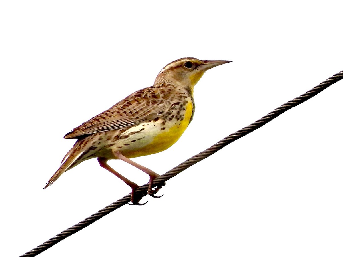 Western Meadowlark - ML632688183