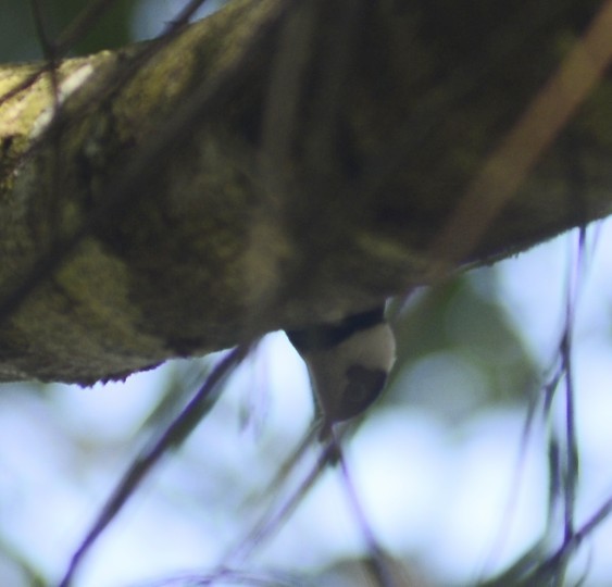 Pied Monarch - ML632688217
