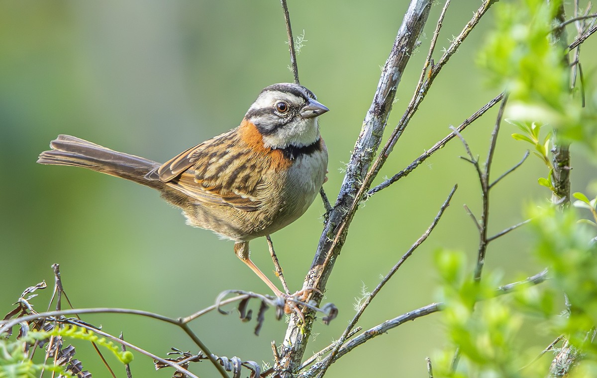 Rufous-collared Sparrow - ML632688234