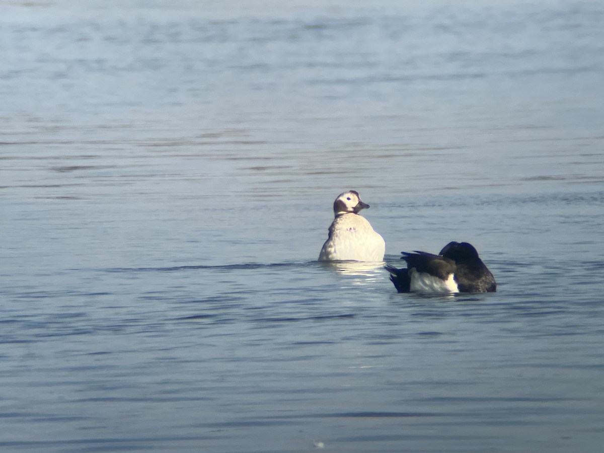 Long-tailed Duck - ML632688450