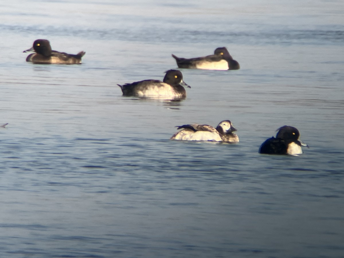 Long-tailed Duck - ML632688463
