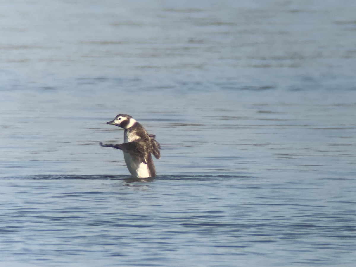 Long-tailed Duck - ML632688464