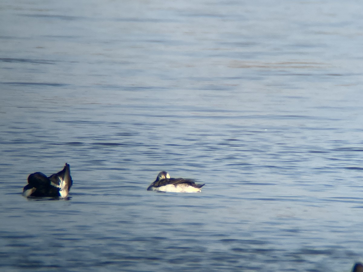 Long-tailed Duck - ML632688465