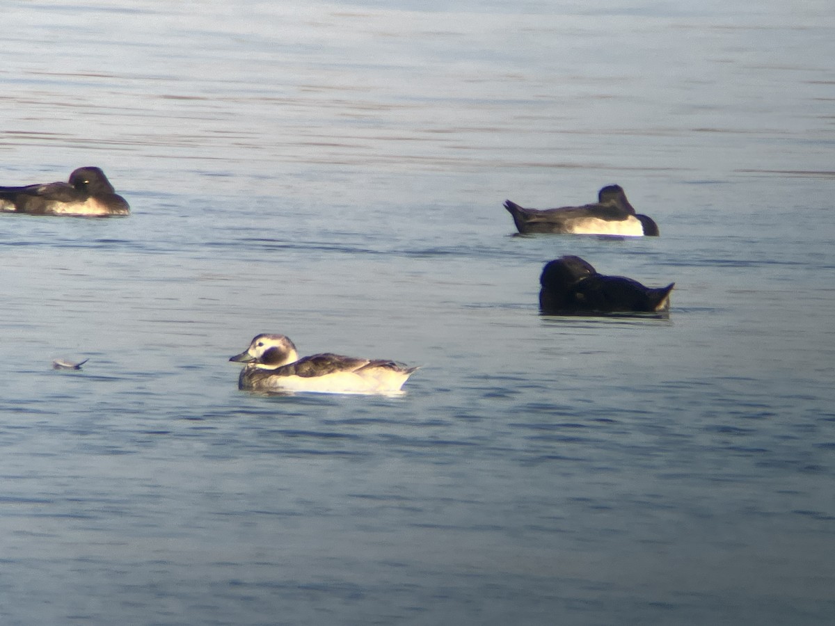 Long-tailed Duck - ML632688466