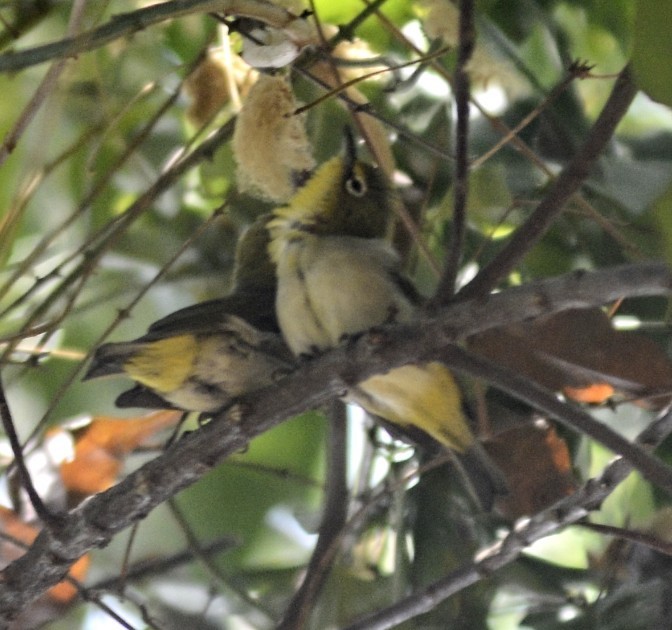 Ashy-bellied White-eye - ML632688507