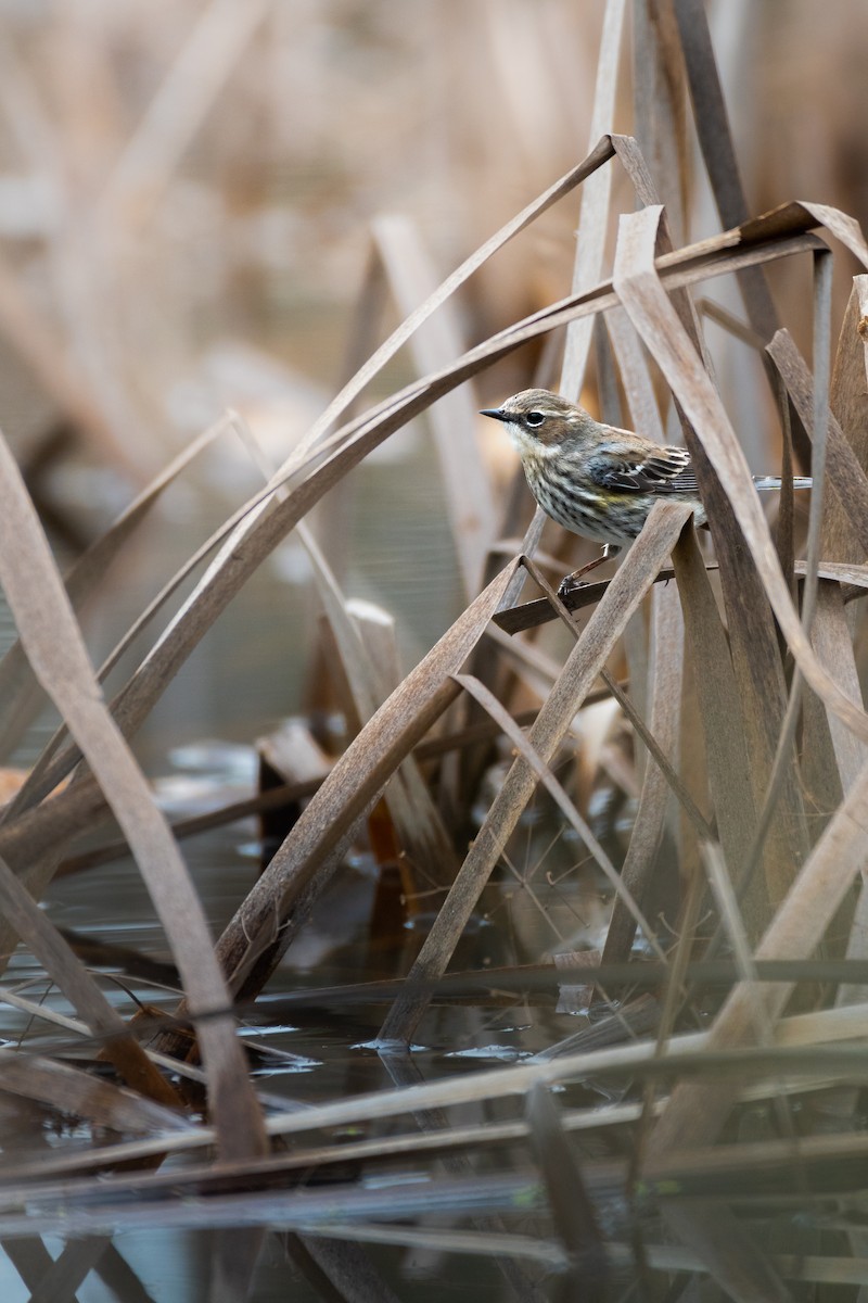 Yellow-rumped Warbler - ML632688576