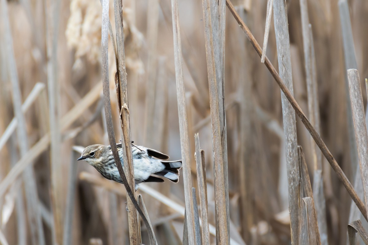 Yellow-rumped Warbler - ML632688582