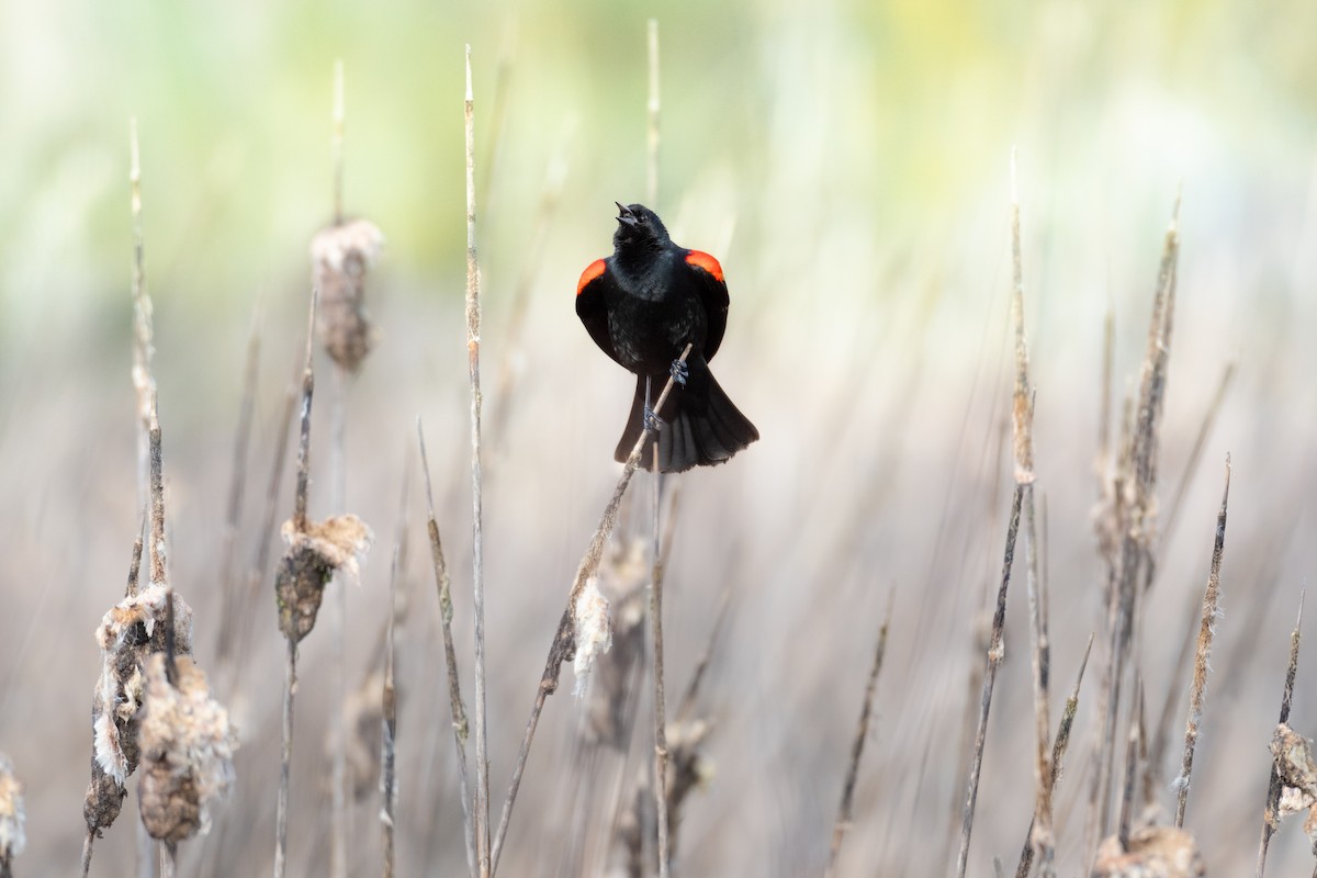 Red-winged Blackbird - ML632688585
