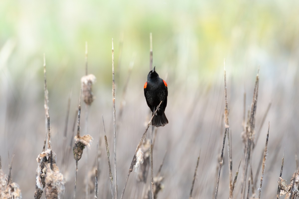 Red-winged Blackbird - ML632688589