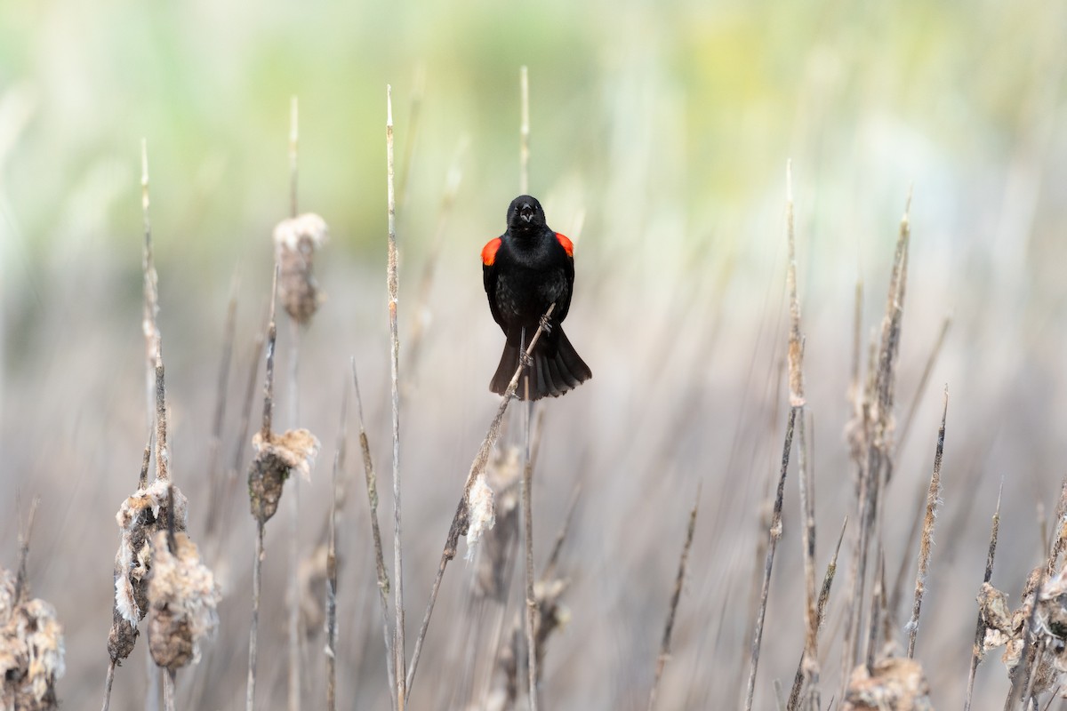 Red-winged Blackbird - ML632688590