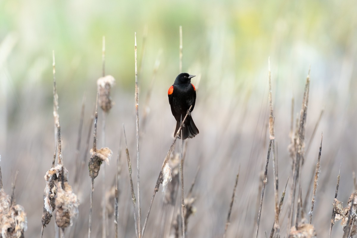 Red-winged Blackbird - ML632688591
