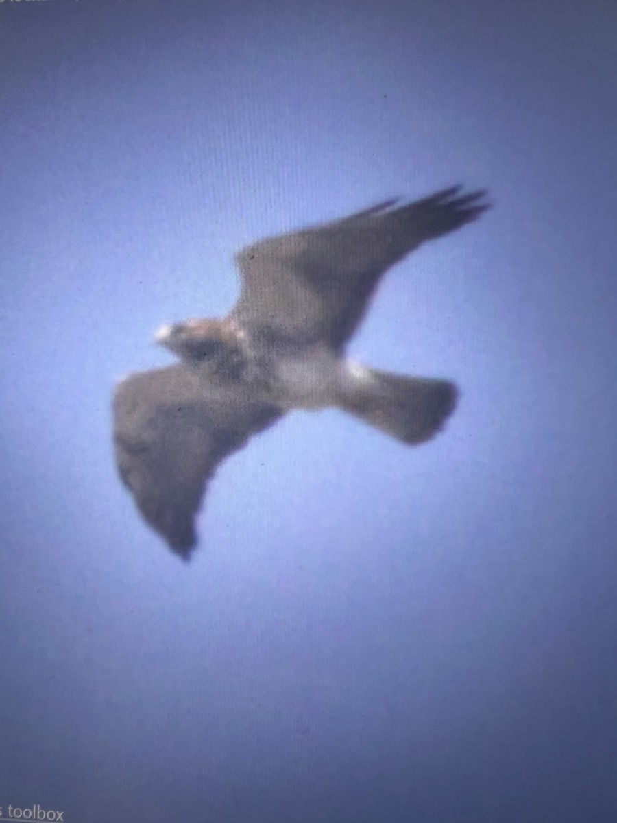 Swainson's Hawk - ML632688606