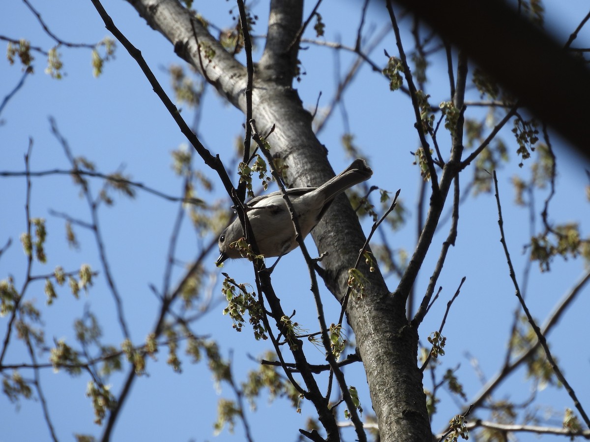 Tufted Titmouse - ML632688670