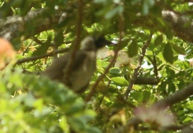 Silver-crowned Friarbird - ML632688771