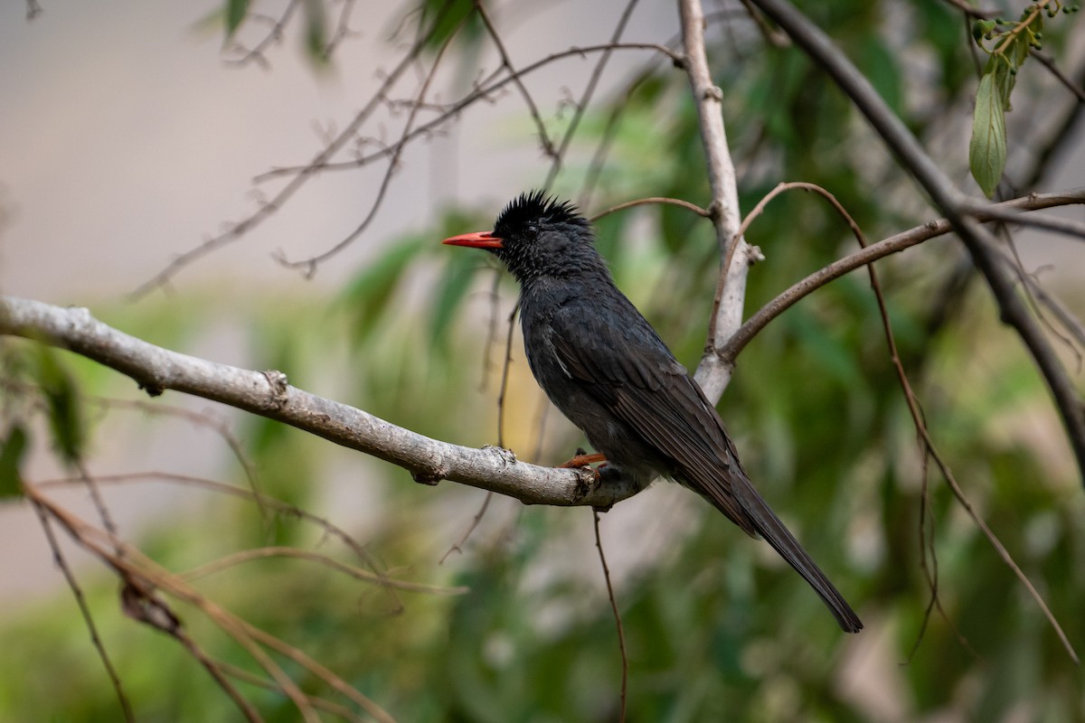Square-tailed Bulbul - ML632689137