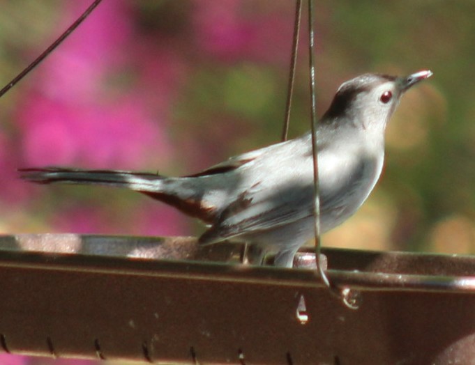 Miaulari grisa - ML632689338