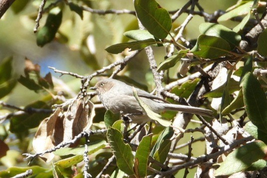 Bushtit - ML632689386