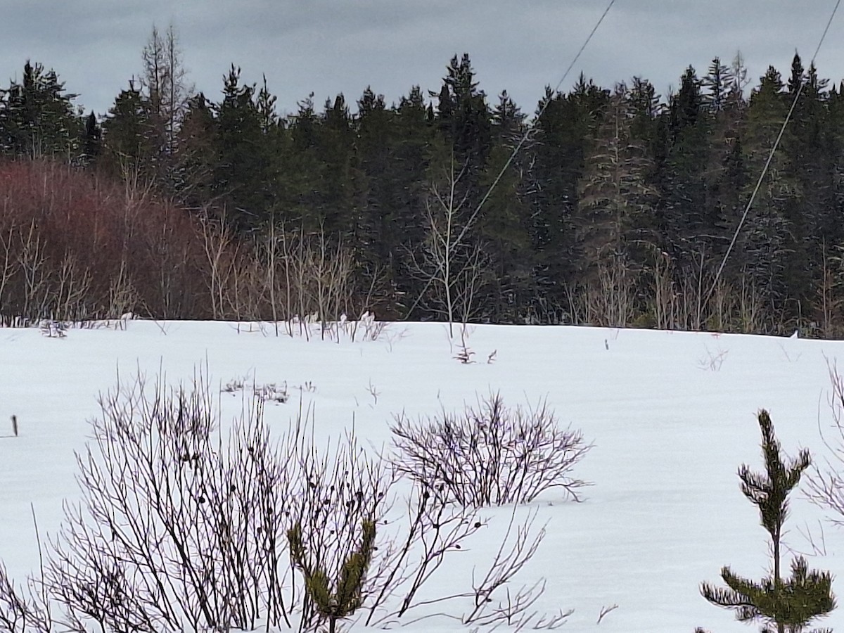 Цагаан ахууна - ML632689434