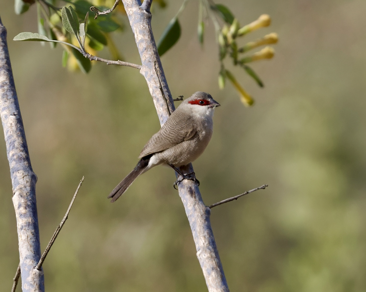 Arabian Waxbill - ML632689605