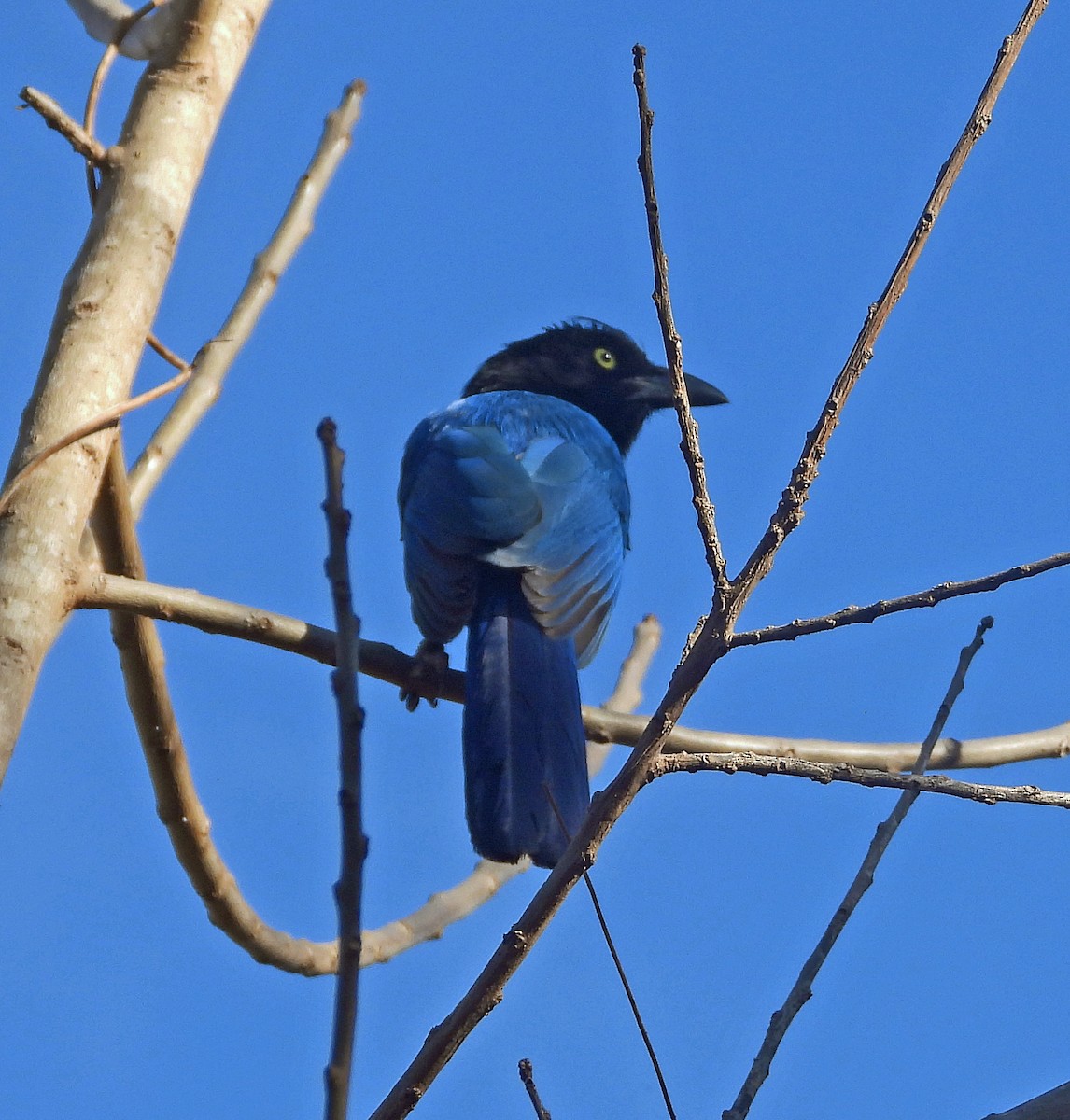 San Blas Jay - Jock McCracken