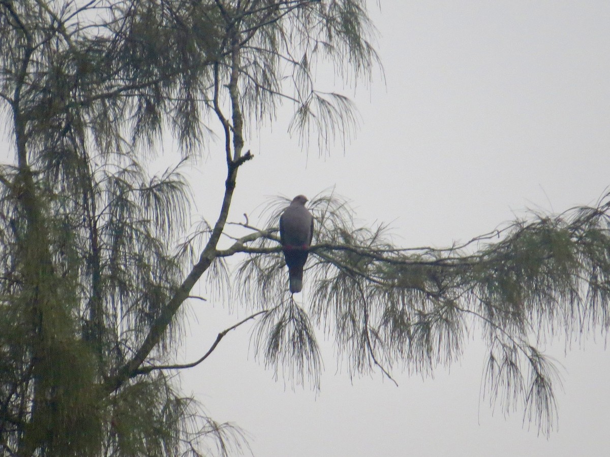 Dark-backed Imperial-Pigeon (Pink-headed) - ML632690151