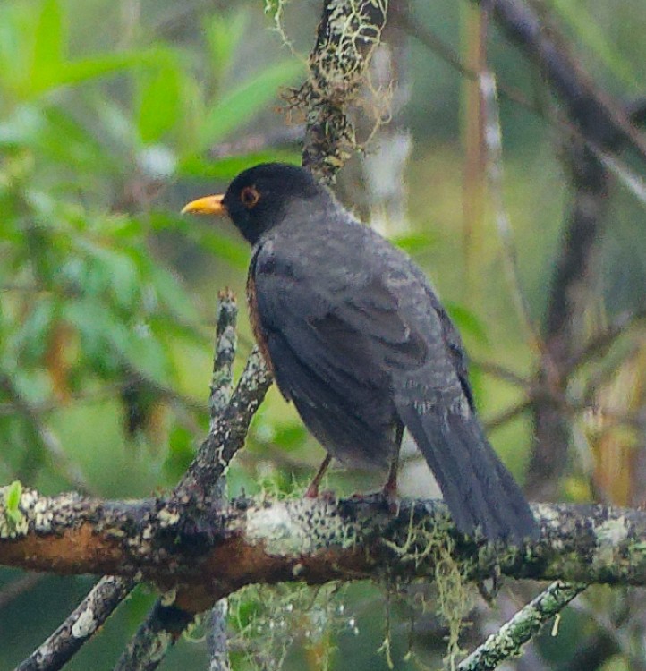 Chestnut-bellied Thrush - ML632690169