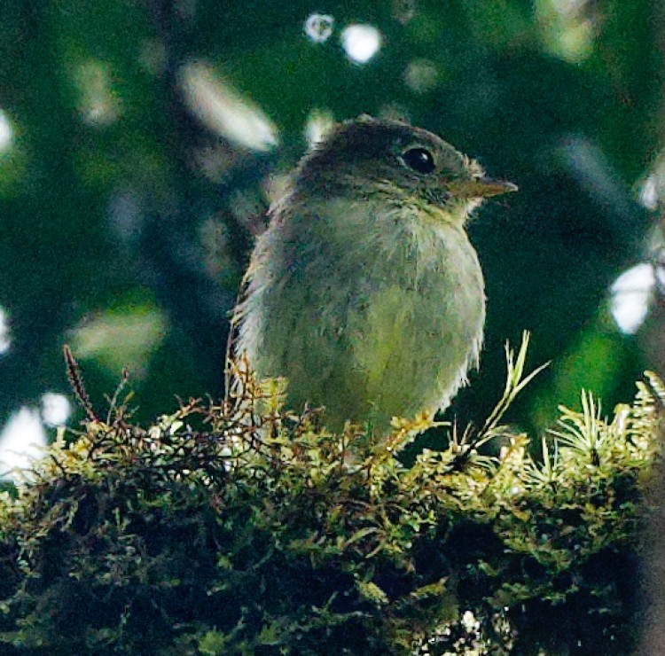 Roraiman Flycatcher - ML632690192